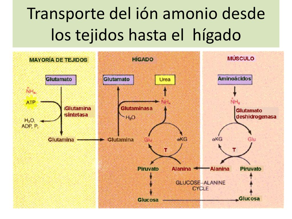 Transporte del ión amonio desde los tejidos hasta el hígado