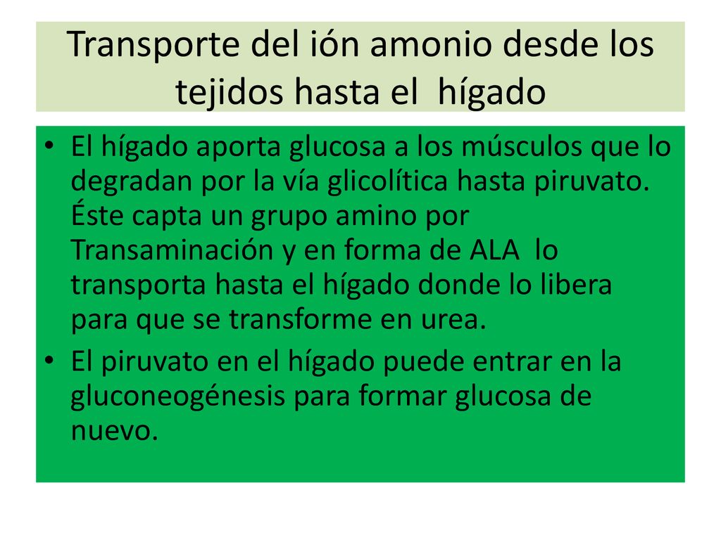 Transporte del ión amonio desde los tejidos hasta el hígado