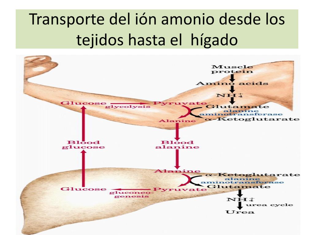 Transporte del ión amonio desde los tejidos hasta el hígado