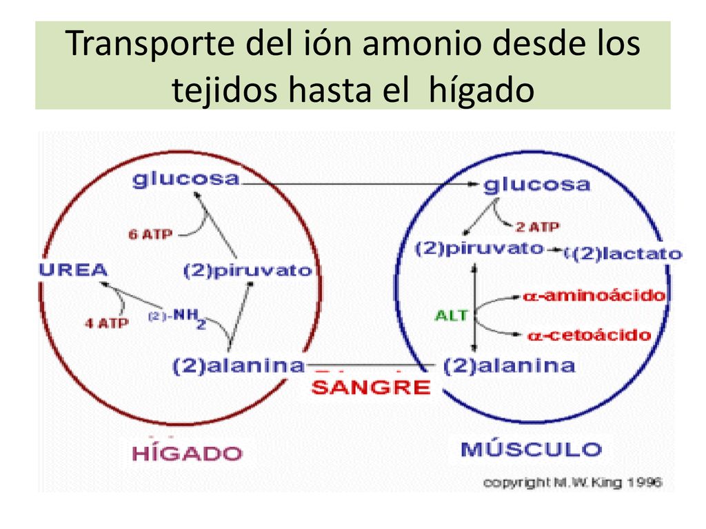 Transporte del ión amonio desde los tejidos hasta el hígado