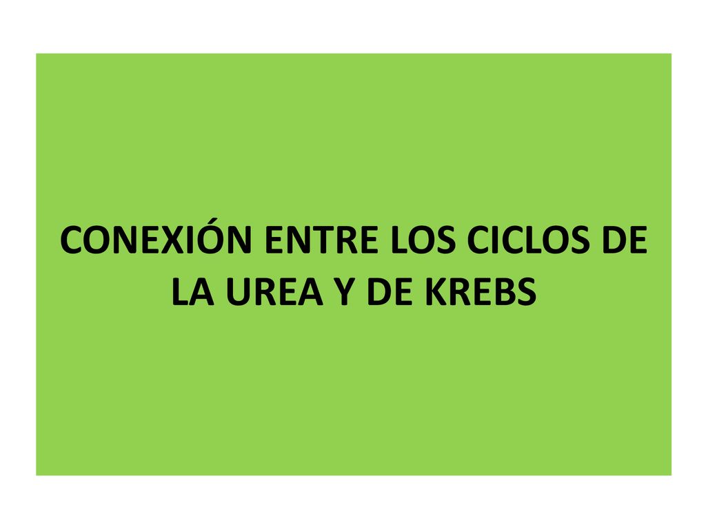 CONEXIÓN ENTRE LOS CICLOS DE LA UREA Y DE KREBS
