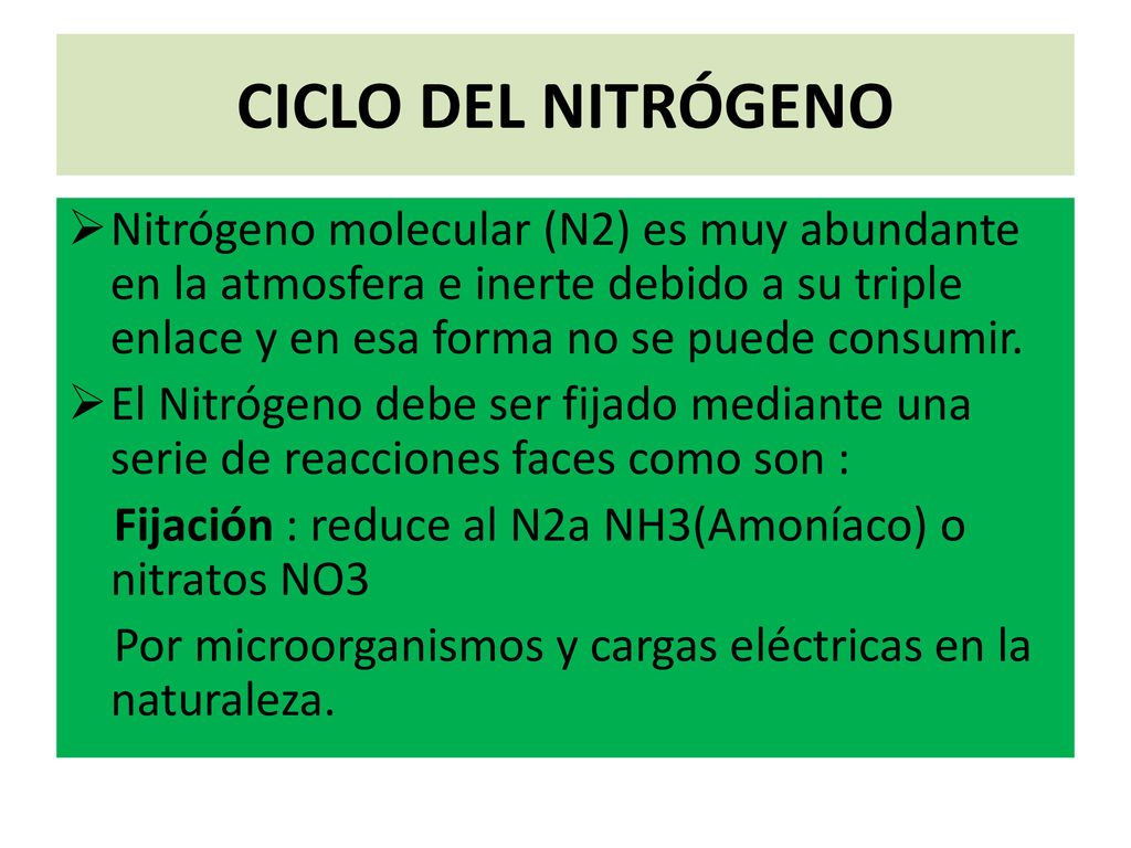 CICLO DEL NITRÓGENO Nitrógeno molecular (N2) es muy abundante en la atmosfera e inerte debido a su triple enlace y en esa forma no se puede consumir.