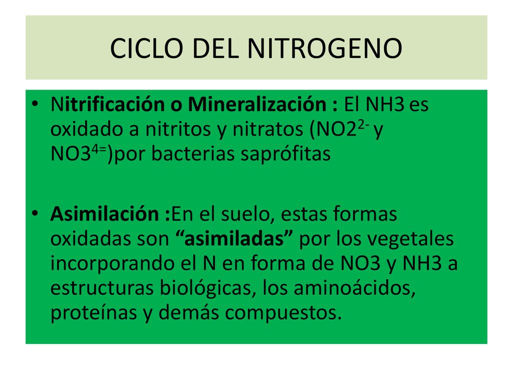 CICLO DEL NITROGENO Nitrificación o Mineralización : El NH3 es oxidado a nitritos y nitratos (NO22- y NO34=)por bacterias saprófitas.