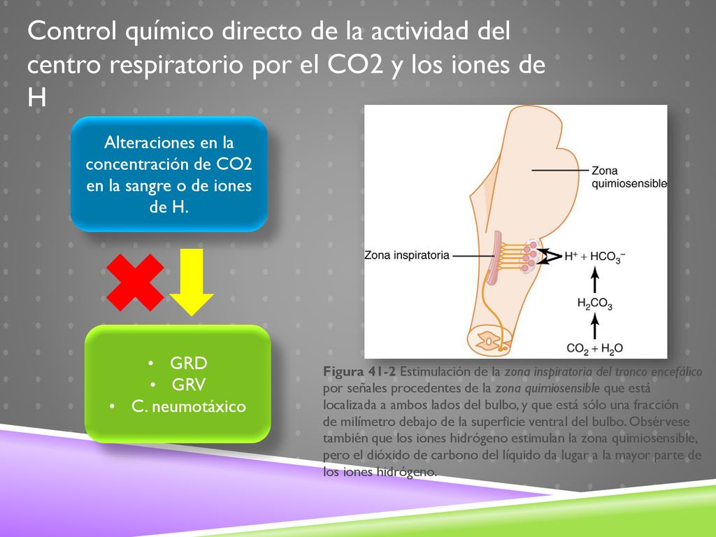 Alteraciones en la concentración de CO2 en la sangre o de iones de H.
