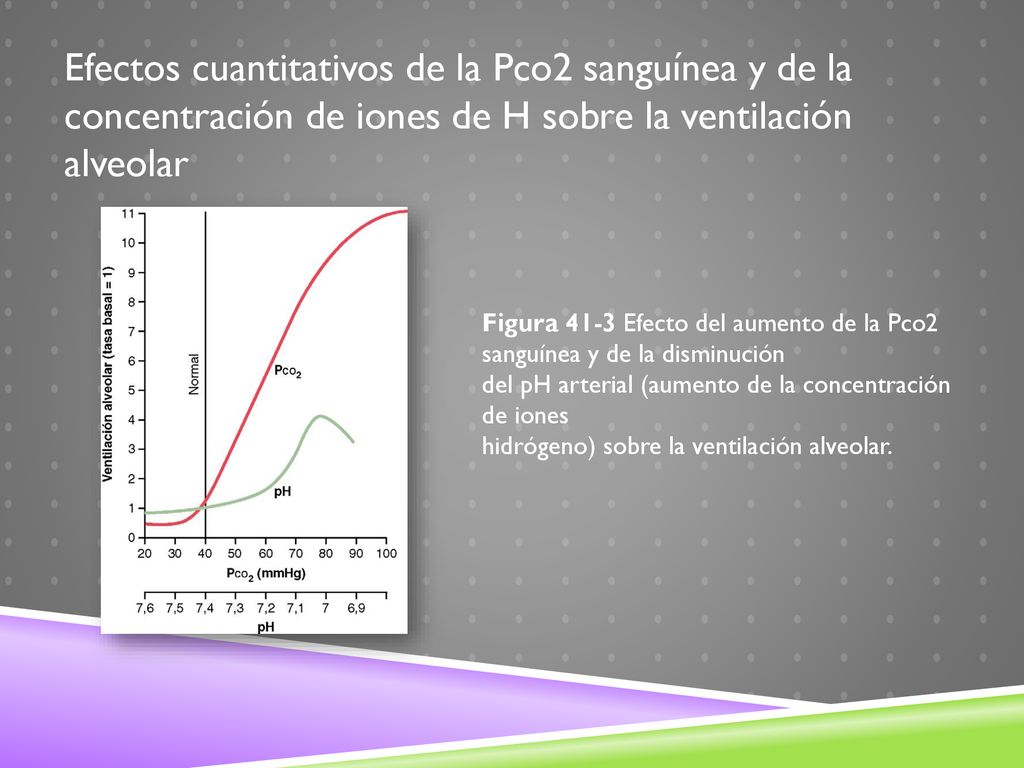 Efectos cuantitativos de la Pco2 sanguínea y de la concentración de iones de H sobre la ventilación alveolar