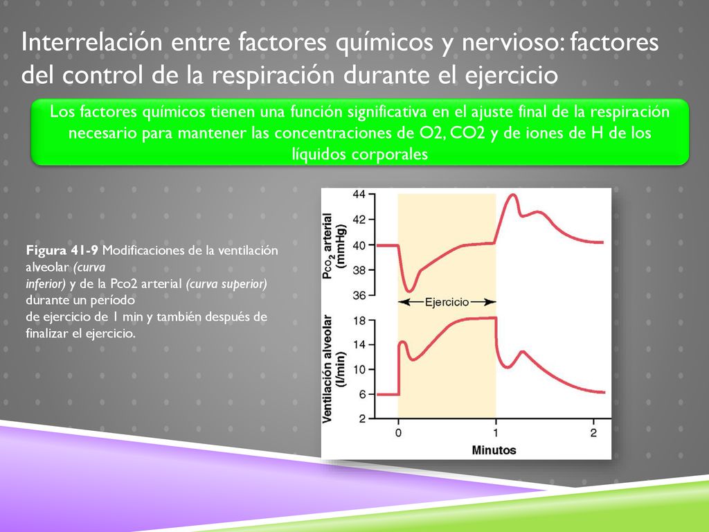 Interrelación entre factores químicos y nervioso: factores del control de la respiración durante el ejercicio
