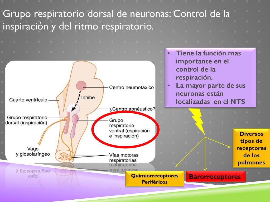 Grupo respiratorio dorsal de neuronas: Control de la inspiración y del ritmo respiratorio.