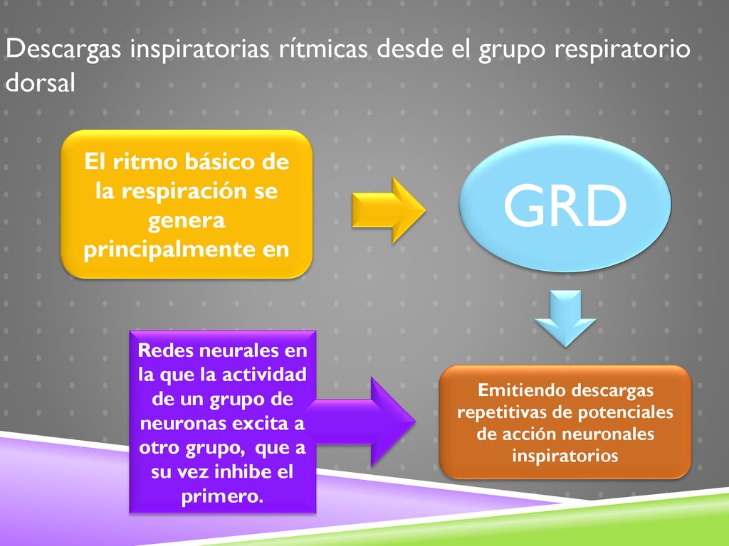 El ritmo básico de la respiración se genera principalmente en