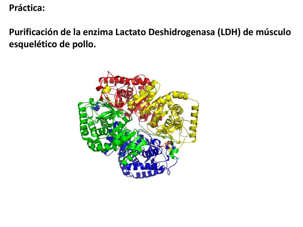 Práctica: Purificación de la enzima Lactato Deshidrogenasa (LDH) de músculo esquelético de pollo.