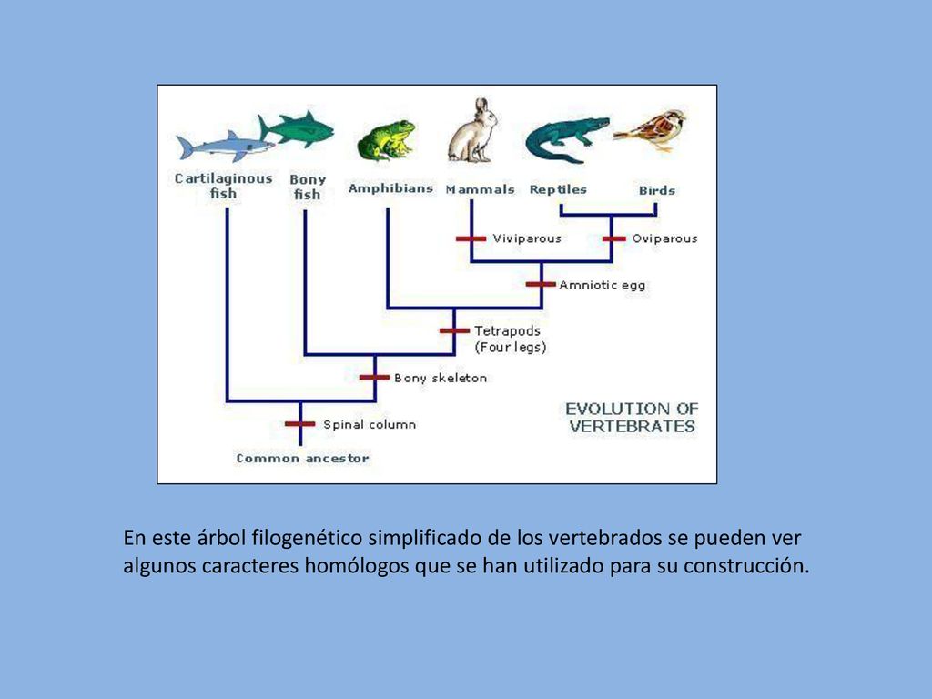 En este árbol filogenético simplificado de los vertebrados se pueden ver