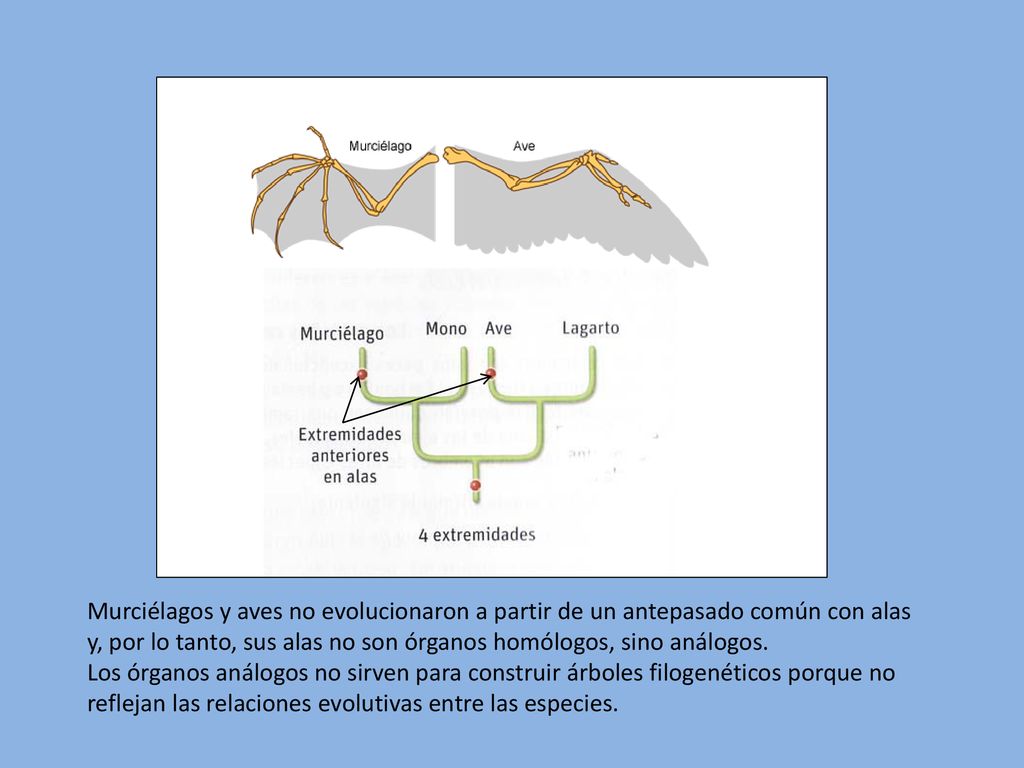Murciélagos y aves no evolucionaron a partir de un antepasado común con alas