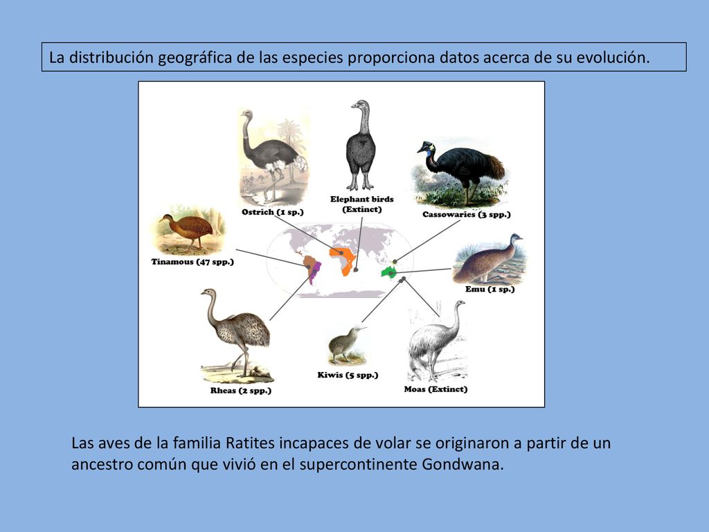 La distribución geográfica de las especies proporciona datos acerca de su evolución.