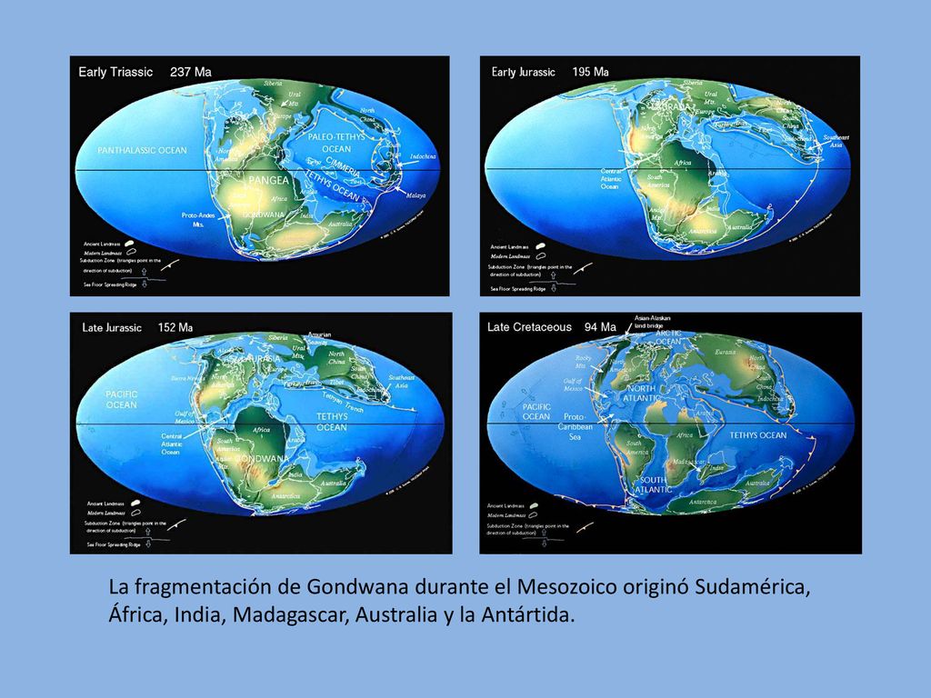 La fragmentación de Gondwana durante el Mesozoico originó Sudamérica,