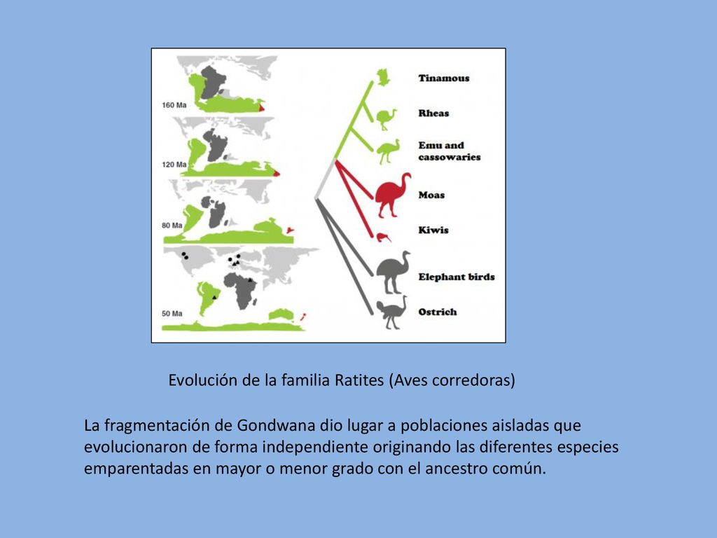 Evolución de la familia Ratites (Aves corredoras)