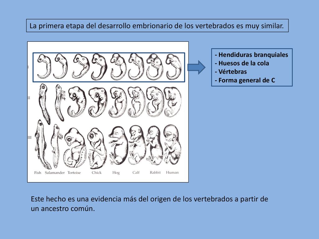 La primera etapa del desarrollo embrionario de los vertebrados es muy similar.