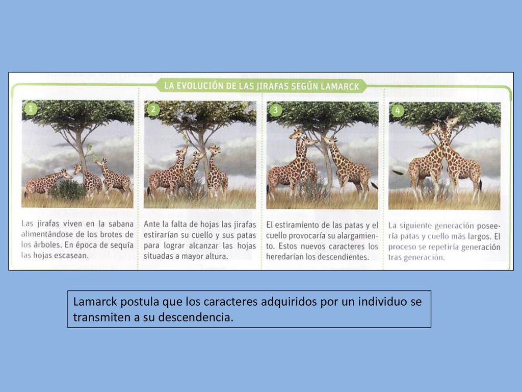 Lamarck postula que los caracteres adquiridos por un individuo se