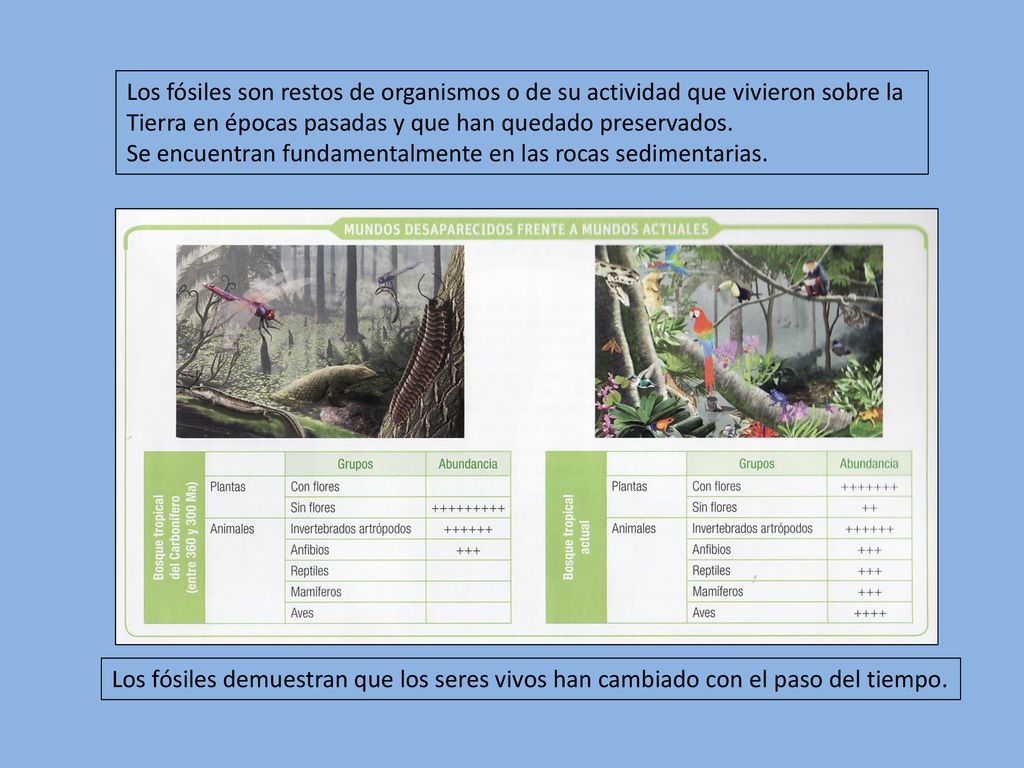Los fósiles son restos de organismos o de su actividad que vivieron sobre la