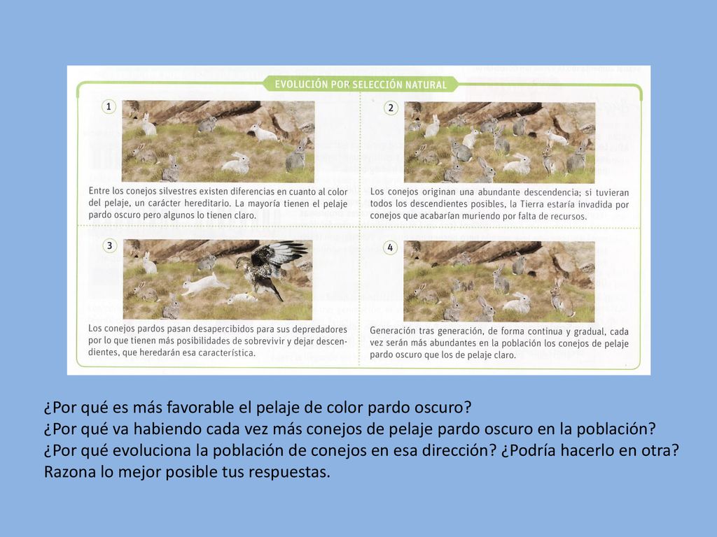 ¿Por qué es más favorable el pelaje de color pardo oscuro