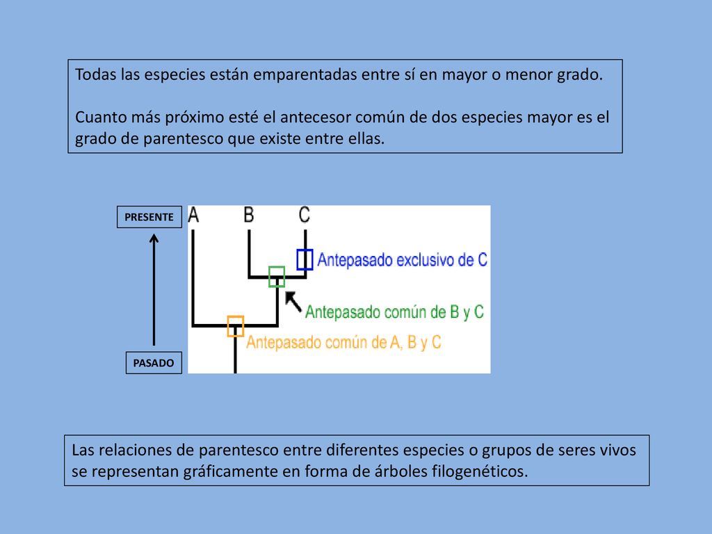 Todas las especies están emparentadas entre sí en mayor o menor grado.
