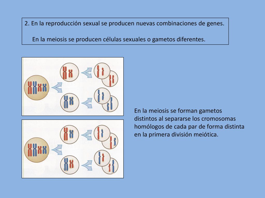 2. En la reproducción sexual se producen nuevas combinaciones de genes.