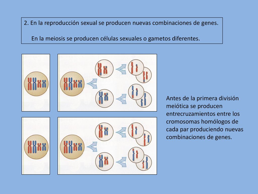 2. En la reproducción sexual se producen nuevas combinaciones de genes.