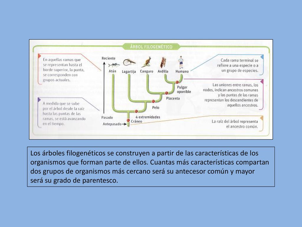 Los árboles filogenéticos se construyen a partir de las características de los