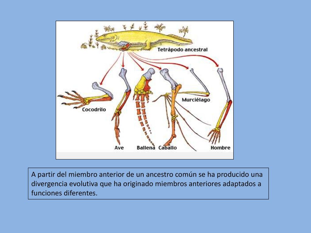 A partir del miembro anterior de un ancestro común se ha producido una