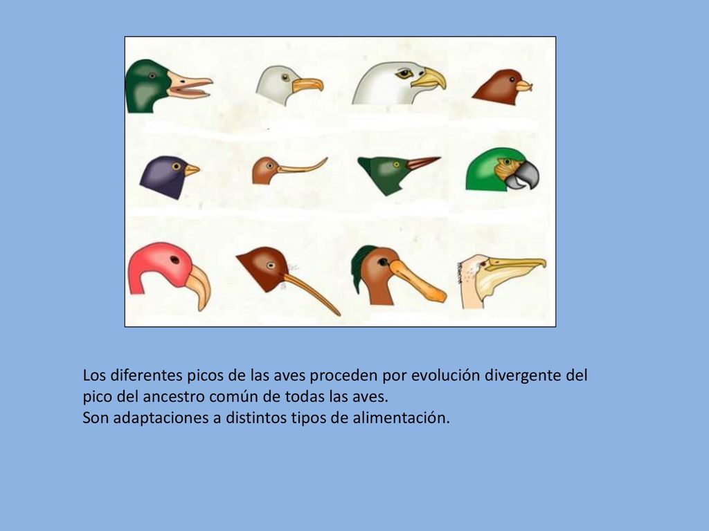 Los diferentes picos de las aves proceden por evolución divergente del