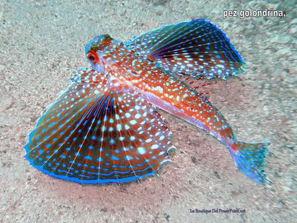 Обитатели Японского Моря Фото И Названия