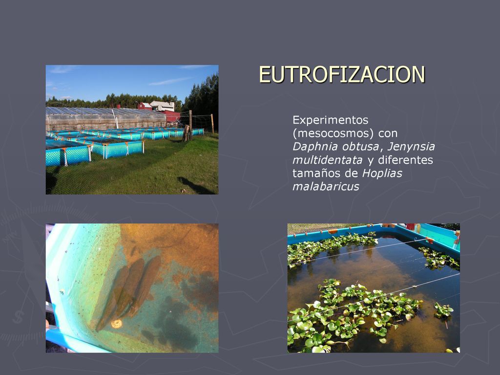 EUTROFIZACION Experimentos (mesocosmos) con Daphnia obtusa, Jenynsia multidentata y diferentes tamaños de Hoplias malabaricus.