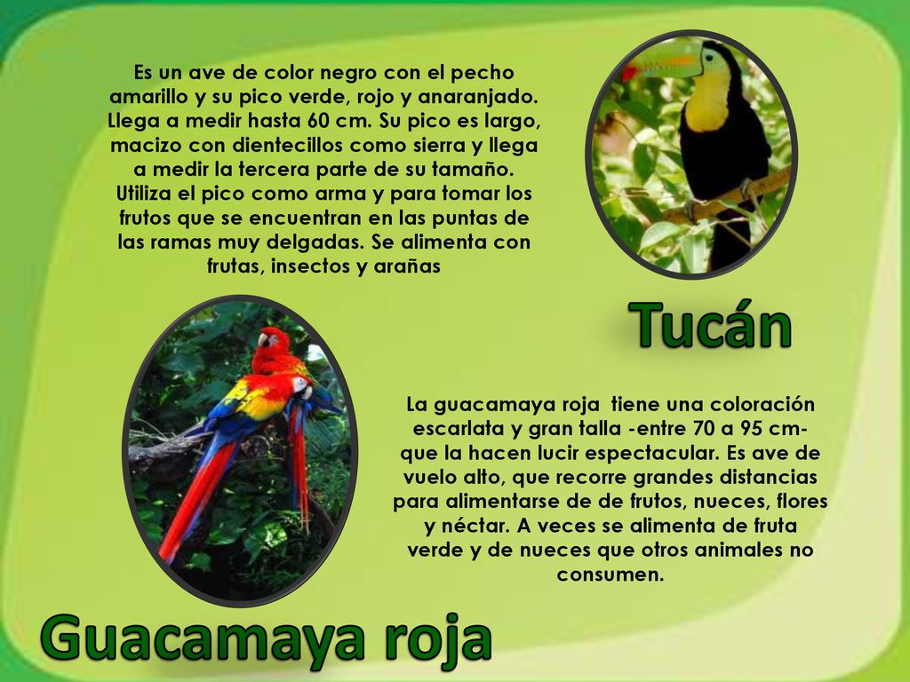 Es un ave de color negro con el pecho amarillo y su pico verde, rojo y anaranjado. Llega a medir hasta 60 cm. Su pico es largo, macizo con dientecillos como sierra y llega a medir la tercera parte de su tamaño. Utiliza el pico como arma y para tomar los frutos que se encuentran en las puntas de las ramas muy delgadas. Se alimenta con frutas, insectos y arañas