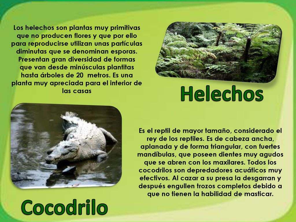 Los helechos son plantas muy primitivas que no producen flores y que por ello para reproducirse utilizan unas partículas diminutas que se denominan esporas. Presentan gran diversidad de formas que van desde minúsculas plantitas hasta árboles de 20 metros. Es una planta muy apreciada para el interior de las casas