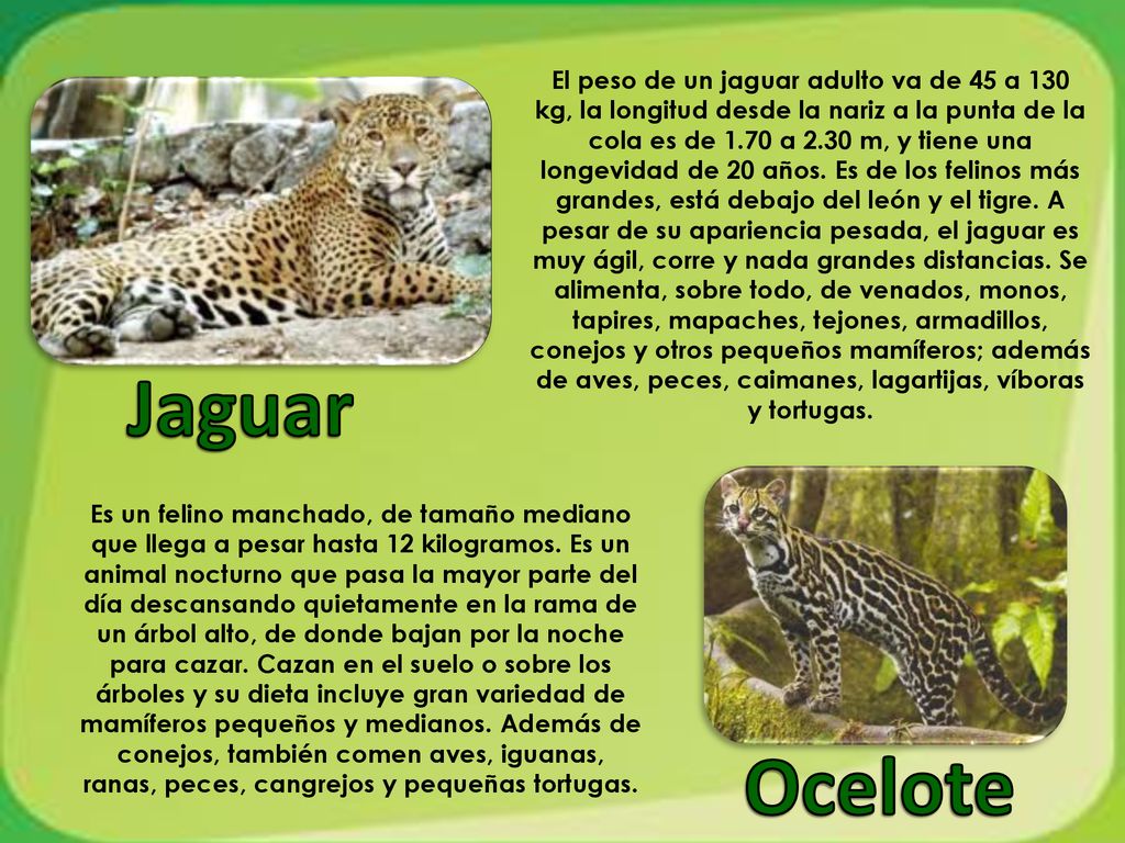 El peso de un jaguar adulto va de 45 a 130 kg, la longitud desde la nariz a la punta de la cola es de 1.70 a 2.30 m, y tiene una longevidad de 20 años. Es de los felinos más grandes, está debajo del león y el tigre. A pesar de su apariencia pesada, el jaguar es muy ágil, corre y nada grandes distancias. Se alimenta, sobre todo, de venados, monos, tapires, mapaches, tejones, armadillos, conejos y otros pequeños mamíferos; además de aves, peces, caimanes, lagartijas, víboras y tortugas.