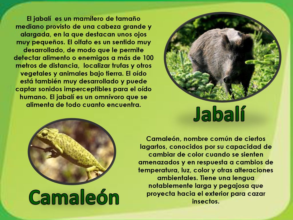 El jabalí es un mamífero de tamaño mediano provisto de una cabeza grande y alargada, en la que destacan unos ojos muy pequeños. El olfato es un sentido muy desarrollado, de modo que le permite detectar alimento o enemigos a más de 100 metros de distancia, localizar trufas y otros vegetales y animales bajo tierra. El oído está también muy desarrollado y puede captar sonidos imperceptibles para el oído humano. El jabalí es un omnívoro que se alimenta de todo cuanto encuentra.