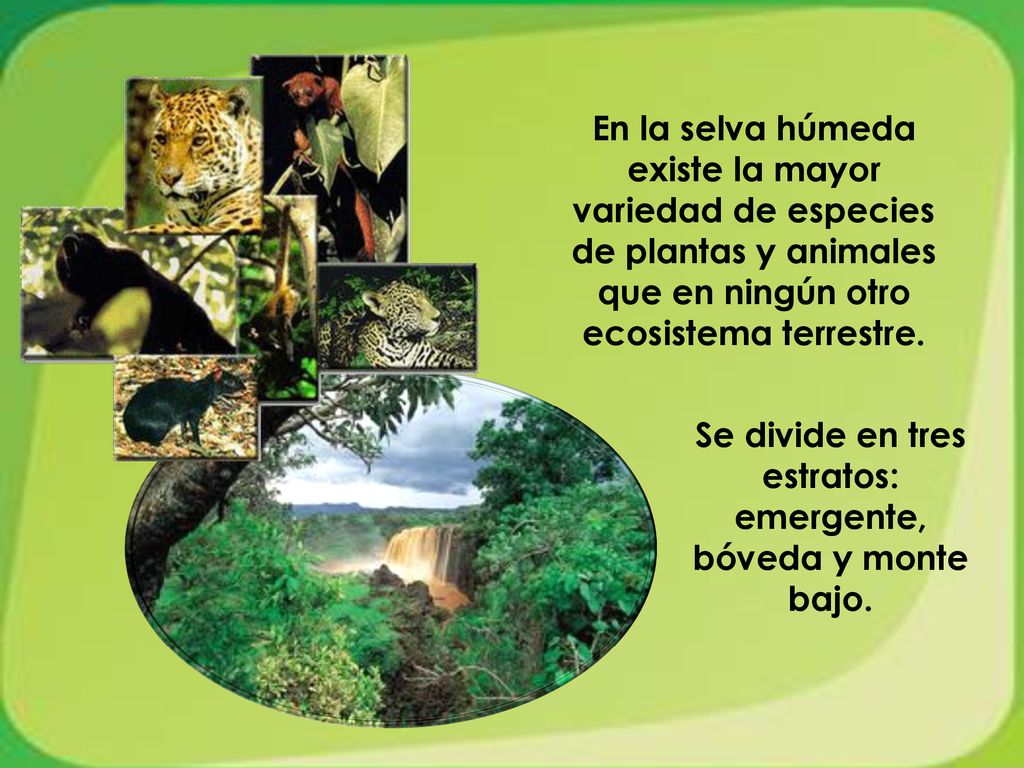 Se divide en tres estratos: emergente, bóveda y monte bajo.