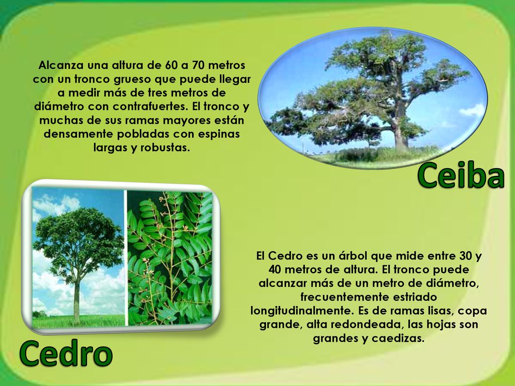 Alcanza una altura de 60 a 70 metros con un tronco grueso que puede llegar a medir más de tres metros de diámetro con contrafuertes. El tronco y muchas de sus ramas mayores están densamente pobladas con espinas largas y robustas.