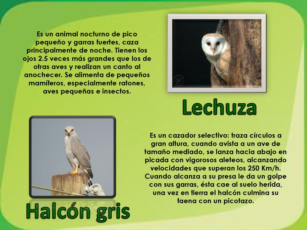 Es un animal nocturno de pico pequeño y garras fuertes, caza principalmente de noche. Tienen los ojos 2.5 veces más grandes que los de otras aves y realizan un canto al anochecer. Se alimenta de pequeños mamíferos, especialmente ratones, aves pequeñas e insectos.