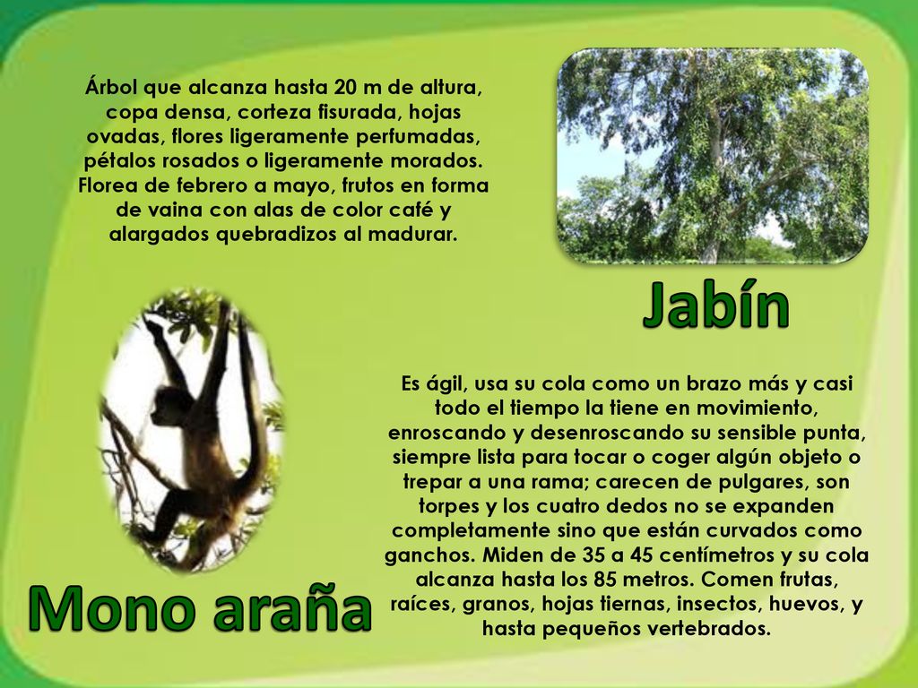 Árbol que alcanza hasta 20 m de altura, copa densa, corteza fisurada, hojas ovadas, flores ligeramente perfumadas, pétalos rosados o ligeramente morados. Florea de febrero a mayo, frutos en forma de vaina con alas de color café y alargados quebradizos al madurar.