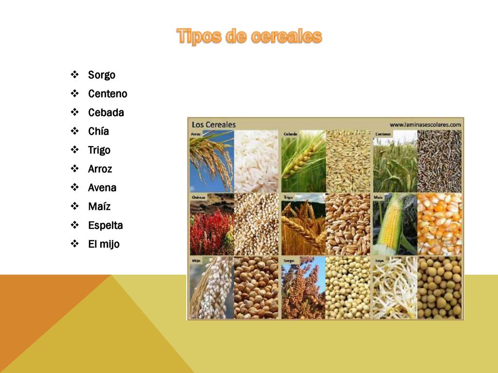 Tipos de cereales Sorgo Centeno Cebada Chía Trigo Arroz Avena Maíz