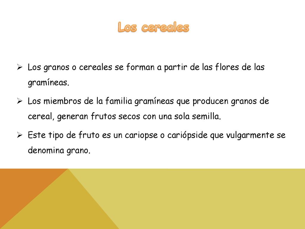 Los cereales Los granos o cereales se forman a partir de las flores de las gramíneas.
