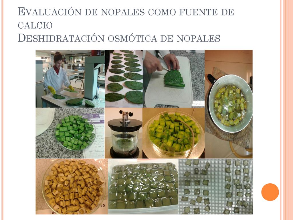Evaluación de nopales como fuente de calcio Deshidratación osmótica de nopales