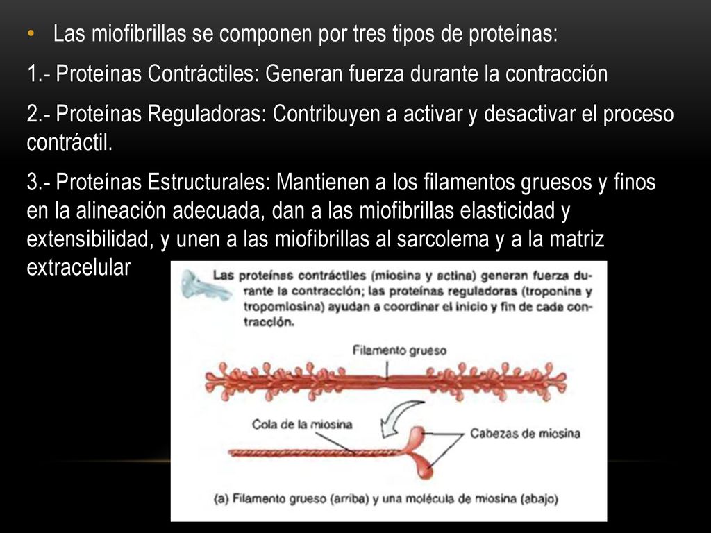 Las miofibrillas se componen por tres tipos de proteínas:
