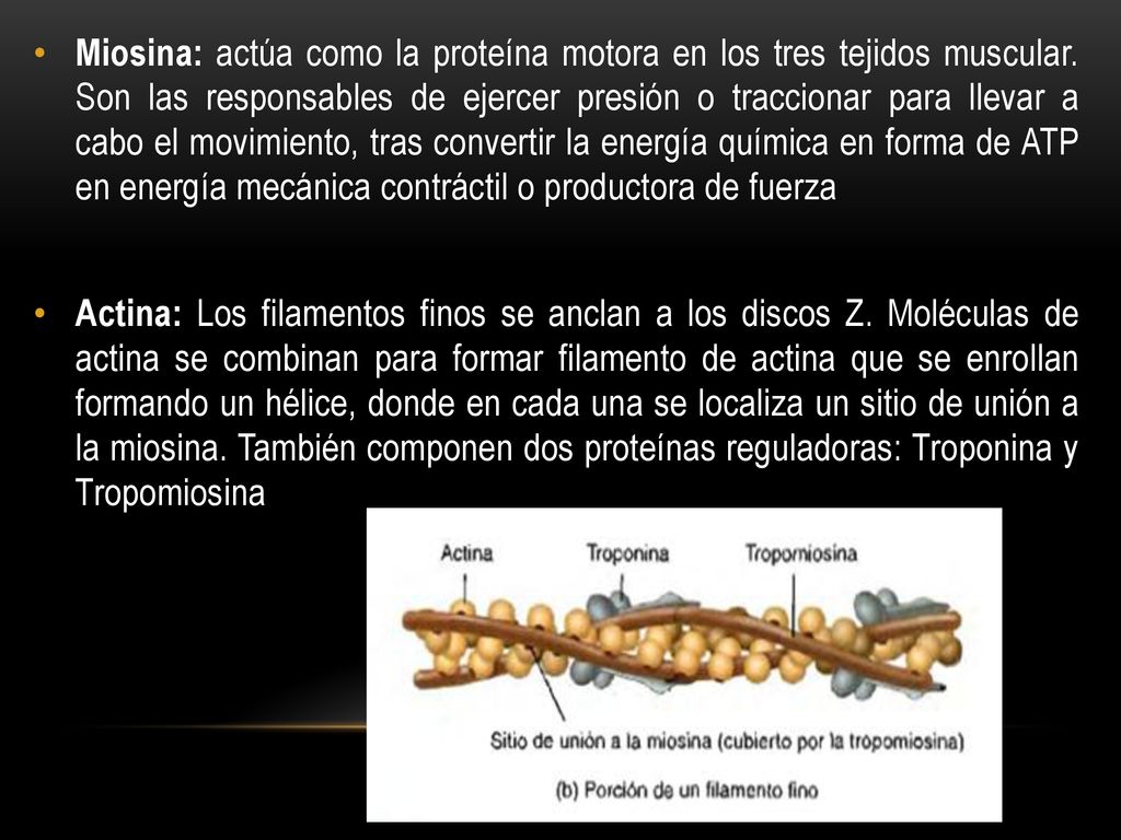 Miosina: actúa como la proteína motora en los tres tejidos muscular