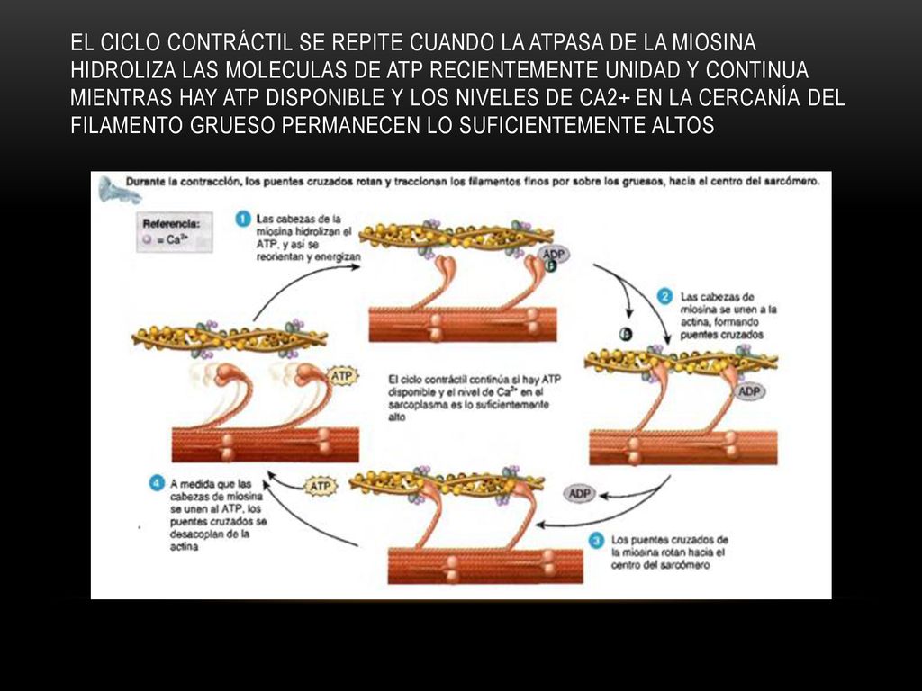 El ciclo contráctil se repite cuando la ATPasa de la miosina hidroliza las moleculas de ATP recientemente unidad y continua mientras hay ATP disponible y los niveles de Ca2+ en la cercanía del filamento grueso permanecen lo suficientemente altos