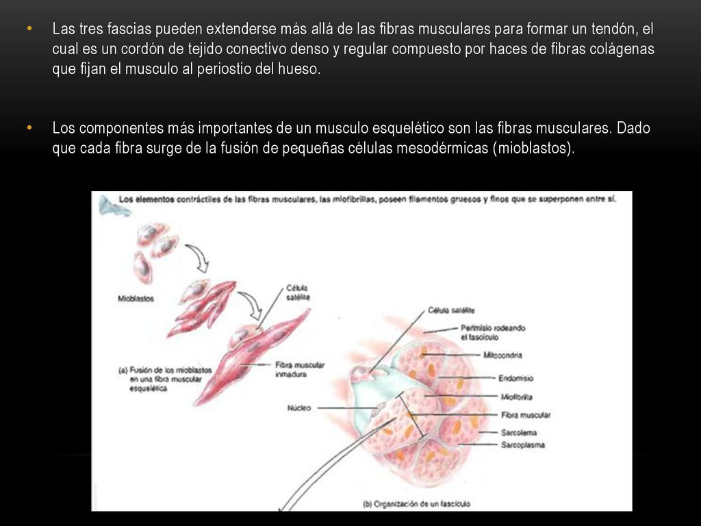 Las tres fascias pueden extenderse más allá de las fibras musculares para formar un tendón, el cual es un cordón de tejido conectivo denso y regular compuesto por haces de fibras colágenas que fijan el musculo al periostio del hueso.