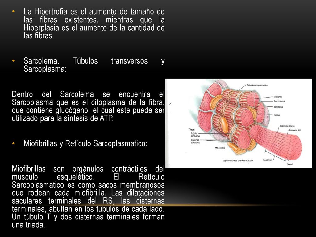 La Hipertrofia es el aumento de tamaño de las fibras existentes, mientras que la Hiperplasia es el aumento de la cantidad de las fibras.