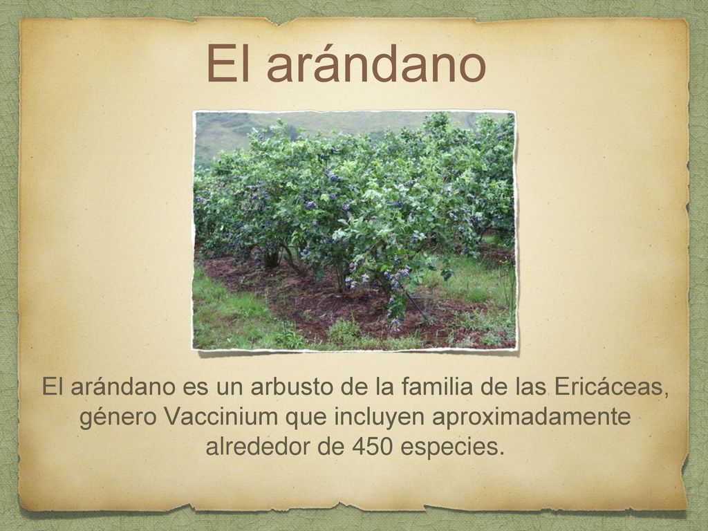 El arándano El arándano es un arbusto de la familia de las Ericáceas, género Vaccinium que incluyen aproximadamente alrededor de 450 especies.