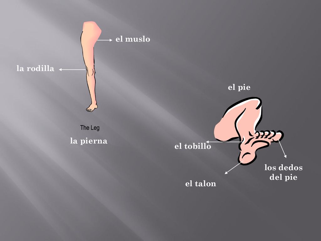 el muslo la rodilla el pie la pierna el tobillo los dedos del pie el talon