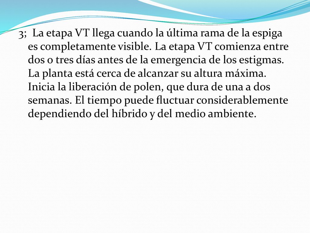 3; La etapa VT llega cuando la última rama de la espiga es completamente visible.