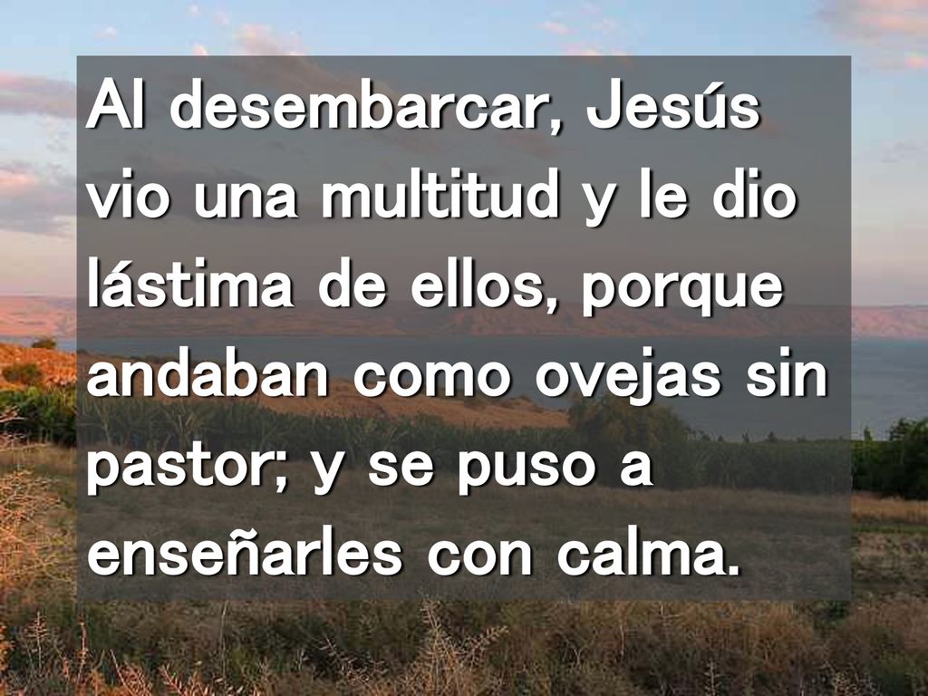 Al desembarcar, Jesús vio una multitud y le dio lástima de ellos, porque andaban como ovejas sin pastor; y se puso a enseñarles con calma.